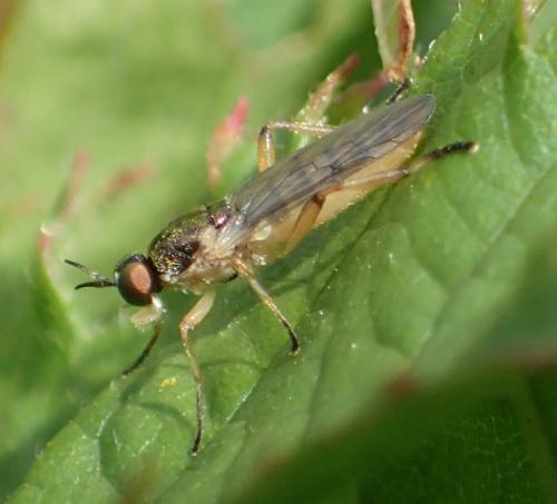 Chorisops tunisiae